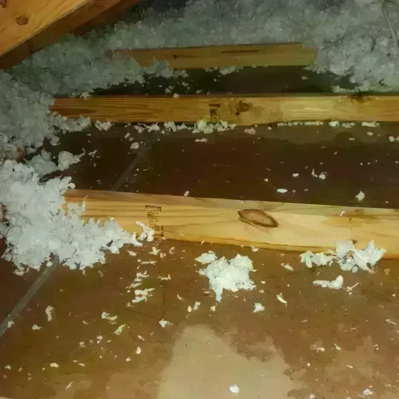 Attic Water Damage in Violet, LA