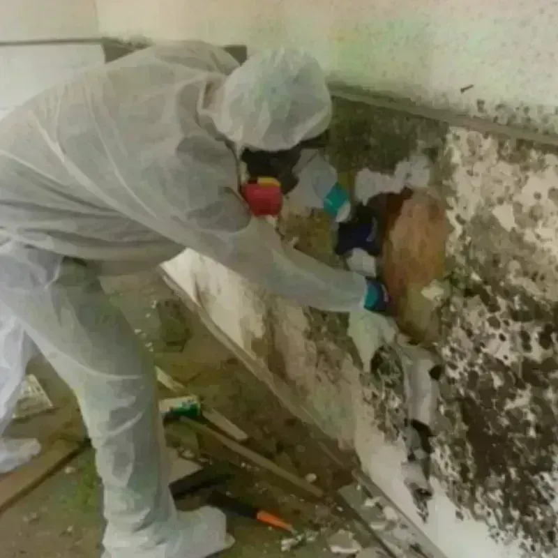 Mold Remediation and Removal in Violet, LA